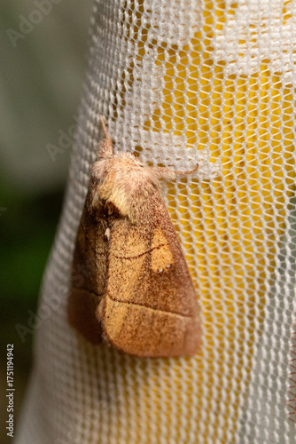Yellow moth 