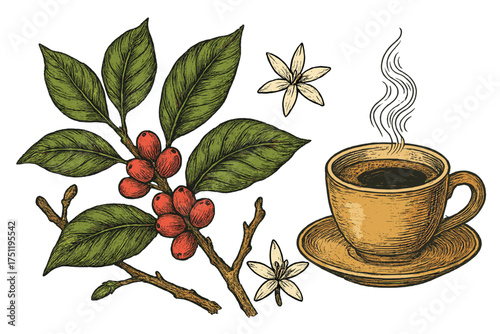 Vintage botanical illustration of coffee plant branch with ripe cherries, white flowers, and steaming coffee cup