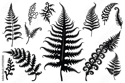 Black fern leaf silhouettes on white background vector