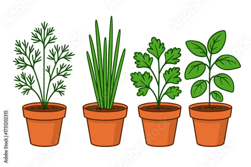 Four potted culinary herbs: dill, chives, parsley, and basil, isolated on white