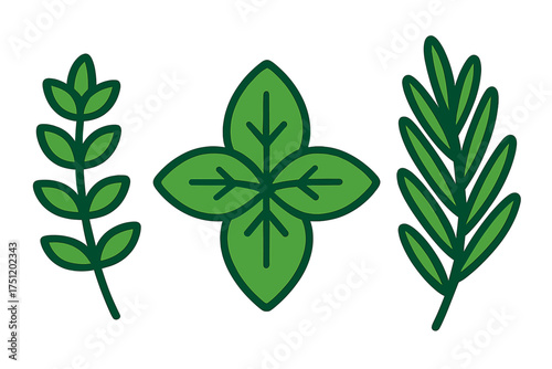 Fresh green culinary herbs set including basil, rosemary, and oregano leaves