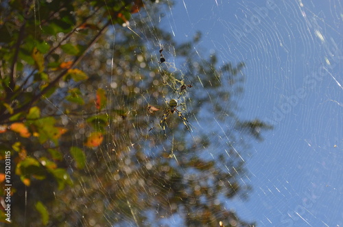 spider web on the tree