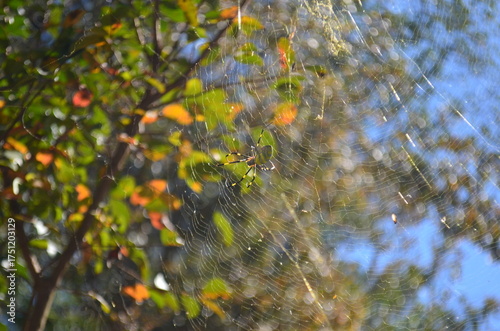 spider web on the tree