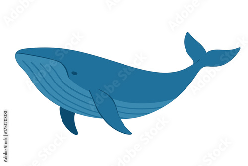 Large blue whale swimming underwater marine animal isolated on white background