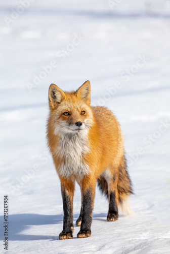Red fox