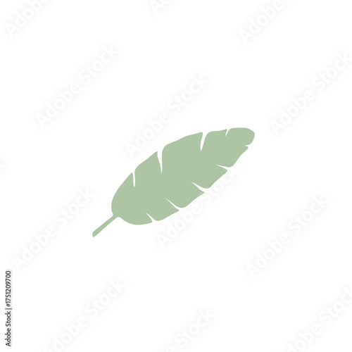 Isolated sage green banana leaf silhouette with distinct vein patterns and subtle texture