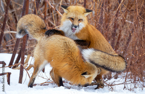 Obraz na plátne Red foxes mating