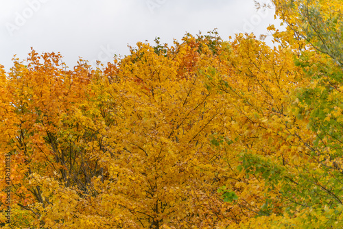 Photos Colorful treetops shine in shades of orange, yellow, and green
