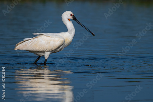 Konstfotografi Les Spatules blanches (Platalea leucorodia - Eurasian Spoonbill) à la pêche