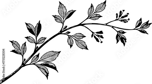 Elegant botanical branch design, perfect for natural themes, wedding invitations, and sophisticated branding projects seeking organic beauty.