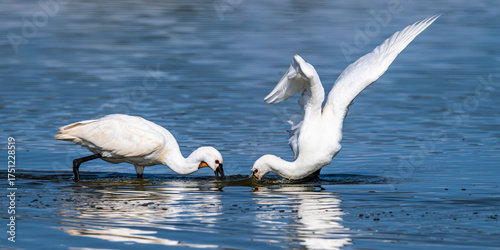 Les Spatules blanches (Platalea leucorodia - Eurasian Spoonbill) à la pêche