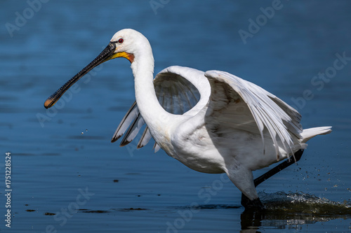 Les Spatules blanches (Platalea leucorodia - Eurasian Spoonbill) à la pêche