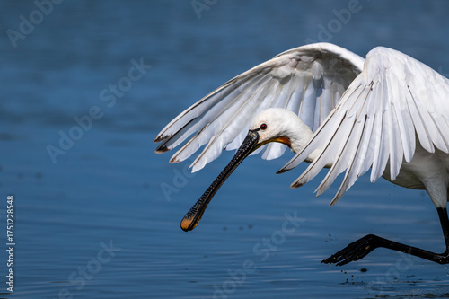 Les Spatules blanches (Platalea leucorodia - Eurasian Spoonbill) à la pêche