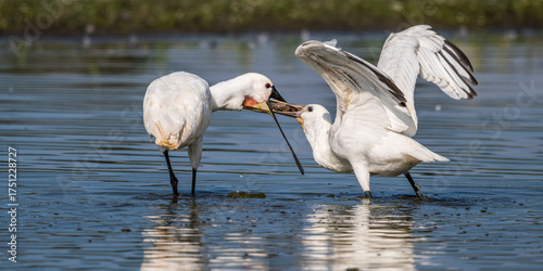 Les Spatules blanches (Platalea leucorodia - Eurasian Spoonbill) à la pêche