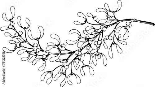 Elegant mistletoe branch with delicate leaves and berries, perfect for festive holiday designs and romantic winter themes.