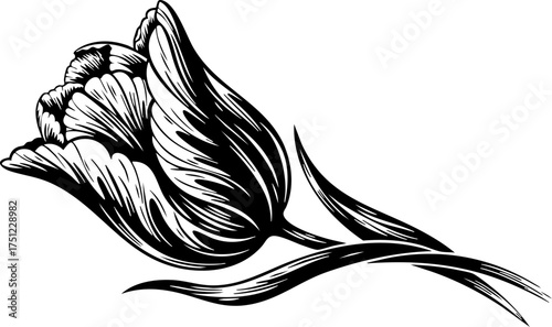 Elegant black and white tulip illustration exudes delicate beauty, perfect for sophisticated design projects and timeless floral aesthetics.
