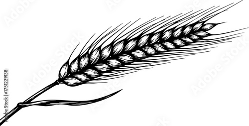 Detailed illustration of a wheat stalk, perfect for organic food branding, farm-to-table concepts, and rustic design projects, evoking nature's bounty.