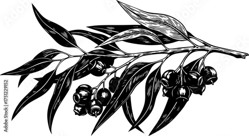 Elegant eucalyptus branch illustration with detailed leaves and berries, perfect for botanical designs and natural product branding