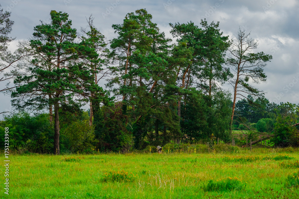 Fototapeta premium Tall majestic pine trees with orange bark standing at the edge of a bright green flowering meadow under a stormy overcast sky in late summer showing textures of needles and wild grass.