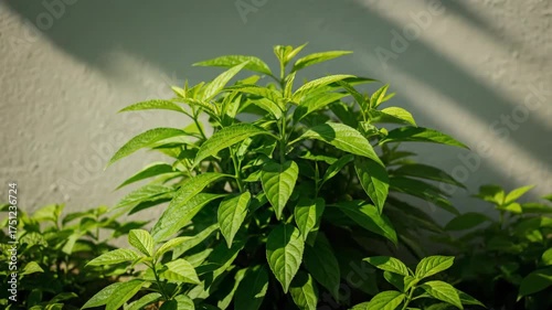 Green plant growing against a wall in bright sunlight, close-up view