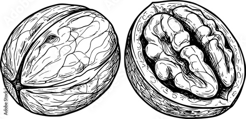 Hand-drawn walnut illustrations on white background – stock vector icon in line style
