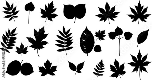Maple leaf drawing and colored illustration for autumn season design and educational resources vector art editable stock vector
