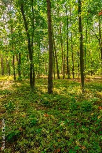 Lush green undergrowth and moss in a dense forest of young deciduous and pine trees captured during a bright summer day with soft sunlight creating a fresh and vibrant natural environment scene.