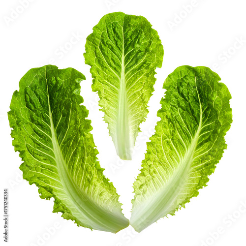 Three romaine lettuce leaves, bright green with prominent central veins, against black
