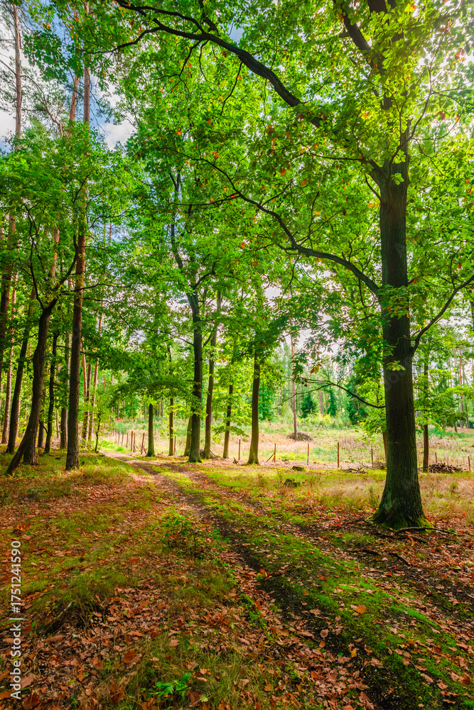Obraz premium Sun-drenched forest path with a majestic oak tree in the foreground and a view of a bright green field behind the trees on a clear summer day with vibrant natural colors.