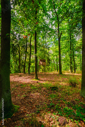 Canvas-taulu A wooden hunting high stand positioned in a sunlit forest glade surrounded by tall green trees and a ground covered in brown dry leaves and fresh moss during late summer