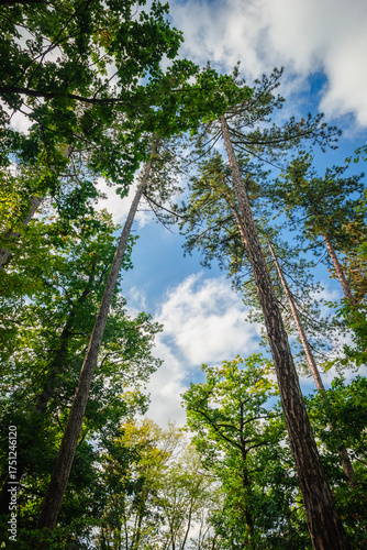 Low angle perspective looking up at towering pine trees reaching towards a bright blue sky with white fluffy clouds framed by the vibrant green leaves of broadleaf trees in summer.