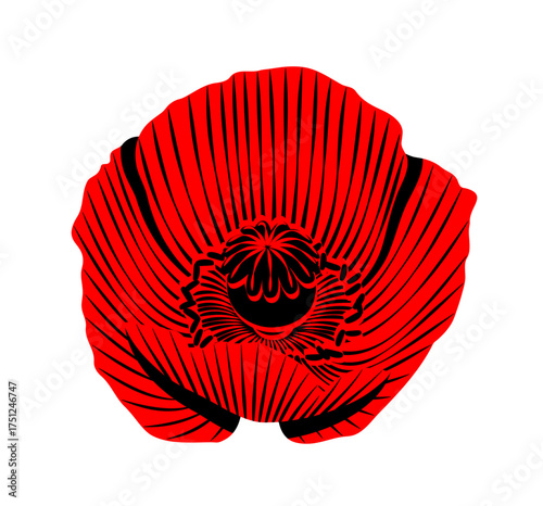 poppy (Papaver) flower isolated on white background