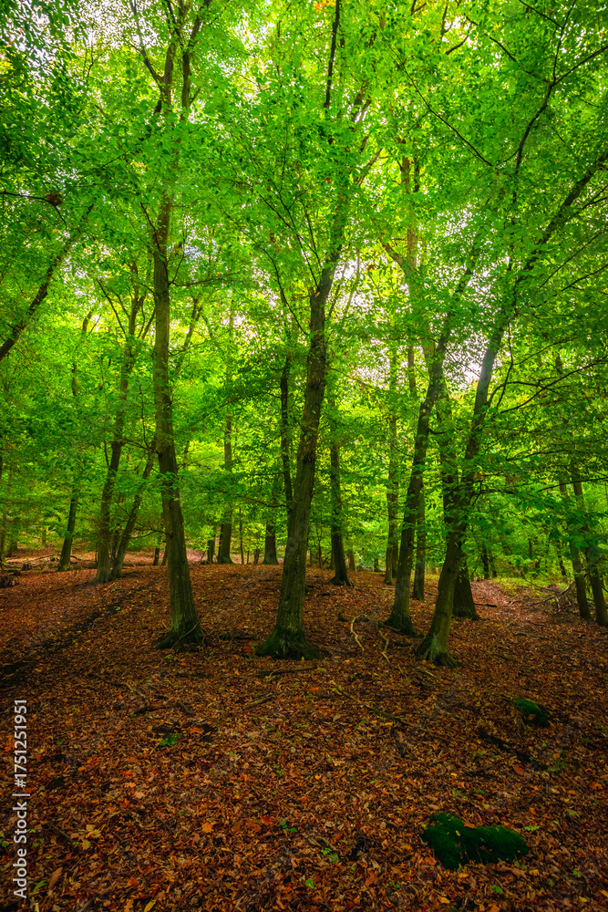 Fototapeta premium A group of slender trees stands on a gentle forest slope covered in dry foliage. A touch of green moss on a stump adds detail to the foreground of this lush green and brown woodland scene.