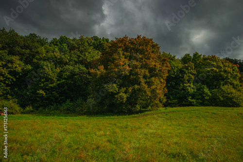 Lush green meadow leading to a dense autumn forest with a prominent tree turning orange and yellow under a dramatic dark sky creating a strong contrast between the bright grass and moody clouds.