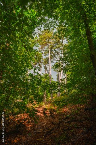 Scenic view from a dark forest path looking up at tall pine trees framed by a lush green canopy of leaves under a cloudy grey sky in late summer
