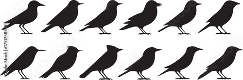 Starling bird black and white silhouette Illustrator Artwork