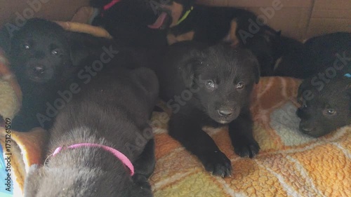 Puppies in a box. Dog shelter. A little black mongrel puppy and his friends. Animal home. Dogs adopt.
