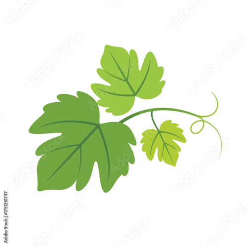 Green grape leaves and tendrils on a white background