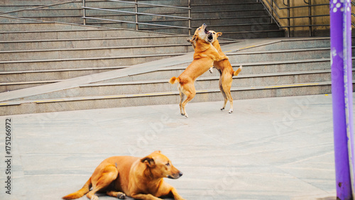 Two dogs engaged in a fight on a street. Represents urban stray animal behavior, conflict, and challenges of city life with street animals