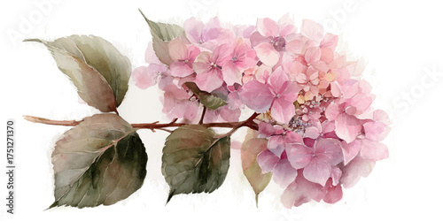 Delicate pink hydrangea flower cluster with dried leaves isolated on white background
