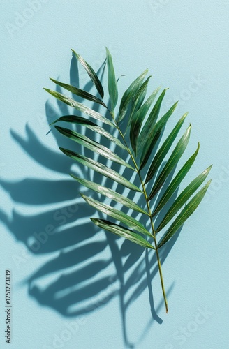 Green Palm Leaves With Distinct Shadows on a Light Blue Backdrop