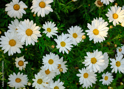 Campo di margherite riprese dall'alto