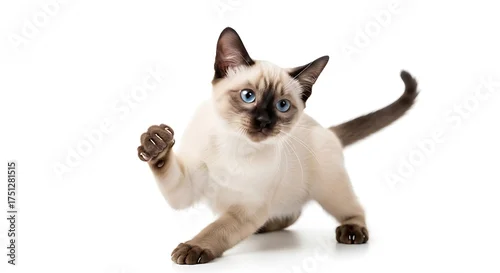 Fototapeta Playful Siamese Kitten Ready to Pounce on White Background.
