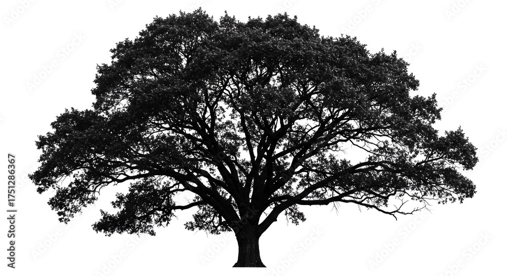 Fototapeta premium Majestic tree silhouette casting intricate branch shadows against a stark white backdrop, perfect for adding depth and natural elegance to designs