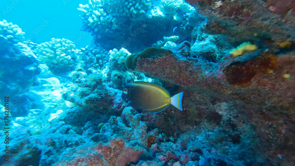 Fototapeta premium Luxury resort photo of French Polynesia tropical paradise island with exotic fish under clear water on seabed, coral reef, azure Pacific ocean.