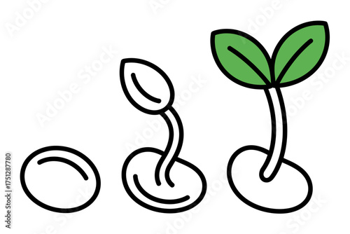 Illustration of seed germination stages