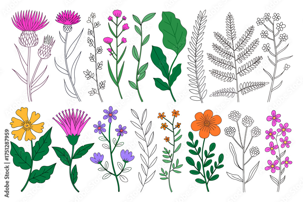 Fototapeta premium Vector art of hand drawn botanical illustration of various wild flowers