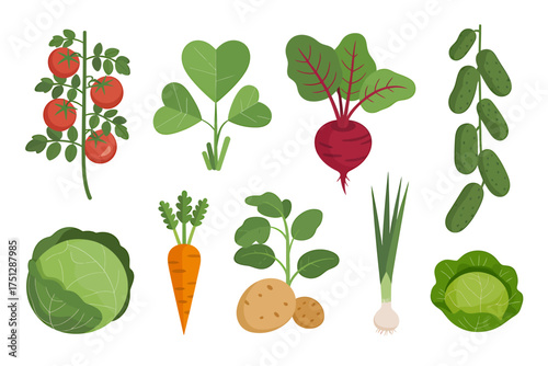 Vector art of various vegetables, tomato, beet, cucumber, and cabbage