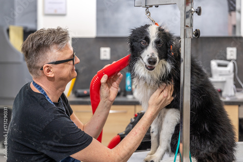 Dog groomer blow drying border collie after washing