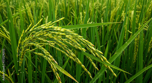 Closeup of a lush green rice paddy field with unripe grains swaying gently in the breeze
